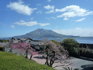 仙厳園から見た桜島