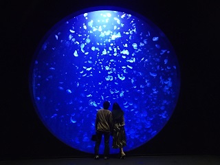 加茂水族館クラゲドーム