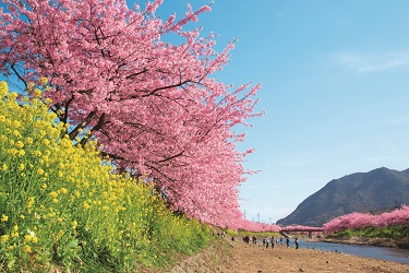 河津桜　写真提供静岡県観光協会